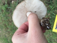 Pluteus pellitus