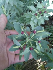 Euphorbia glauca