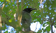 Corvus leucognaphalus