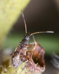 Ligyrocoris diffusus