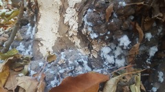 Podosphaera leucotricha