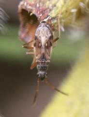 Ligyrocoris diffusus