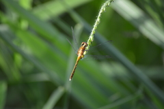 Erythrodiplax avittata