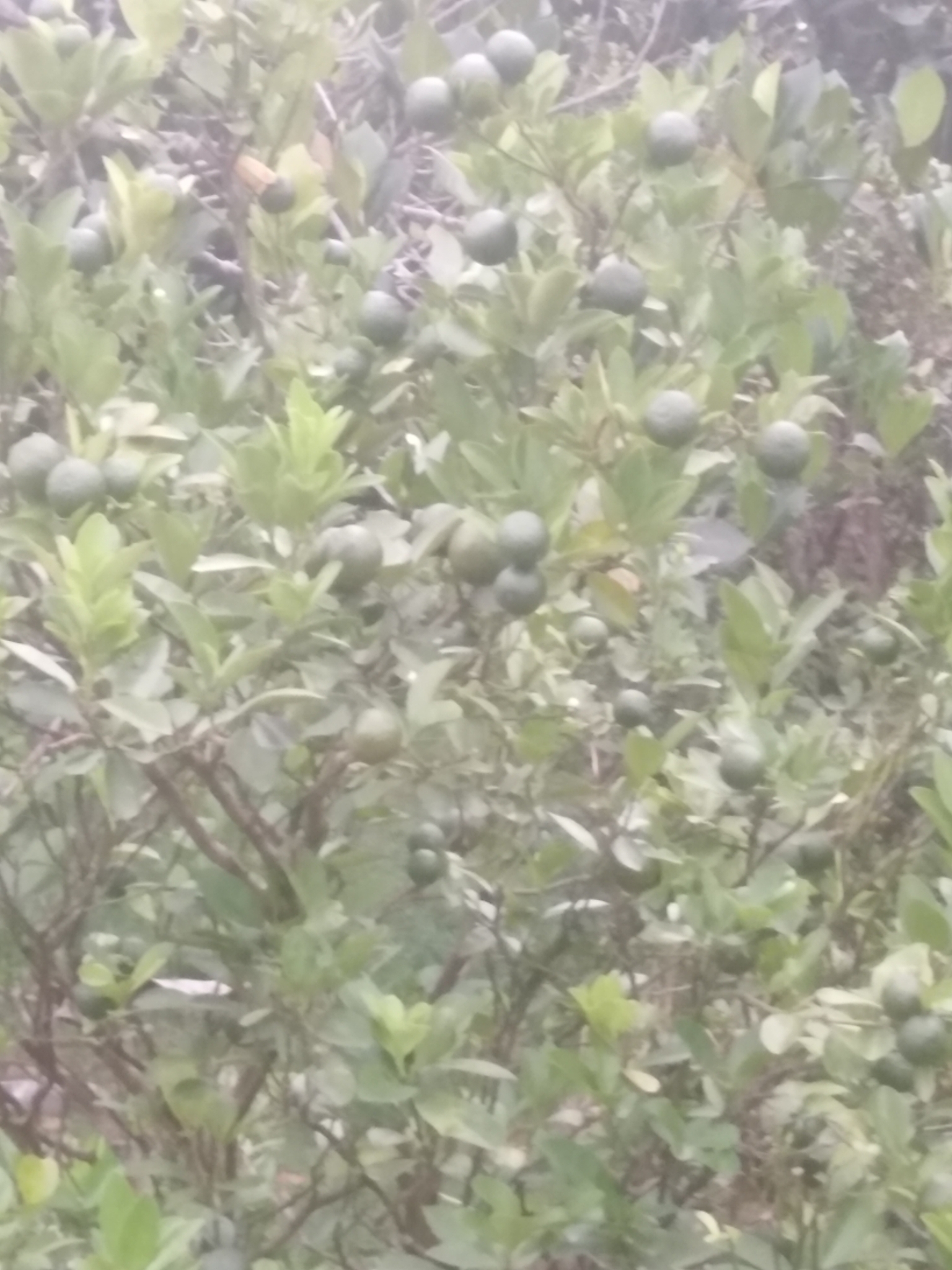 Imagem de Calamondin