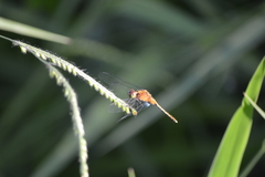 Erythrodiplax avittata
