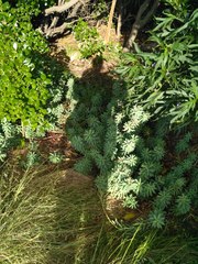 Euphorbia glauca