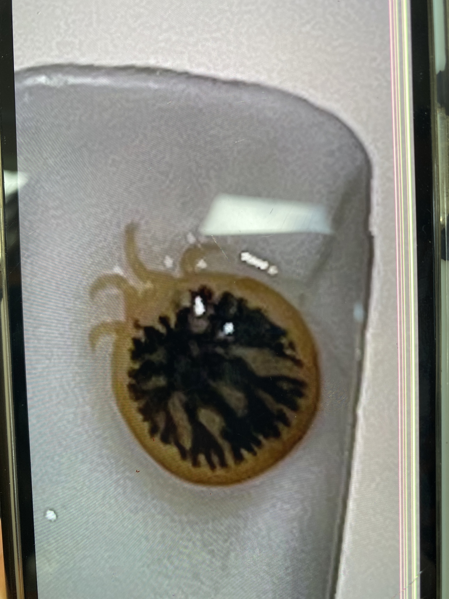 Carios vespertilionis Latreille, 1796