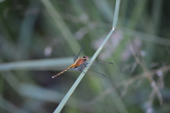 Erythrodiplax avittata