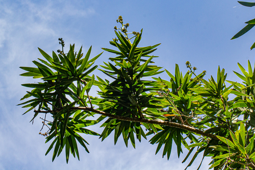 Dracaena mannii image