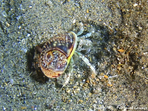 South-claw Hermit Crab, photo 4 of 7