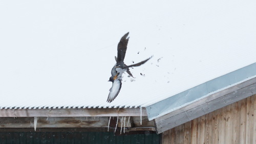 taxonomy_inaturalist image for Accipiter gentilis