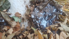 Podosphaera leucotricha