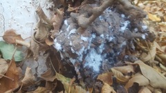 Podosphaera leucotricha