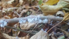 Podosphaera leucotricha