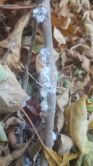 Podosphaera leucotricha