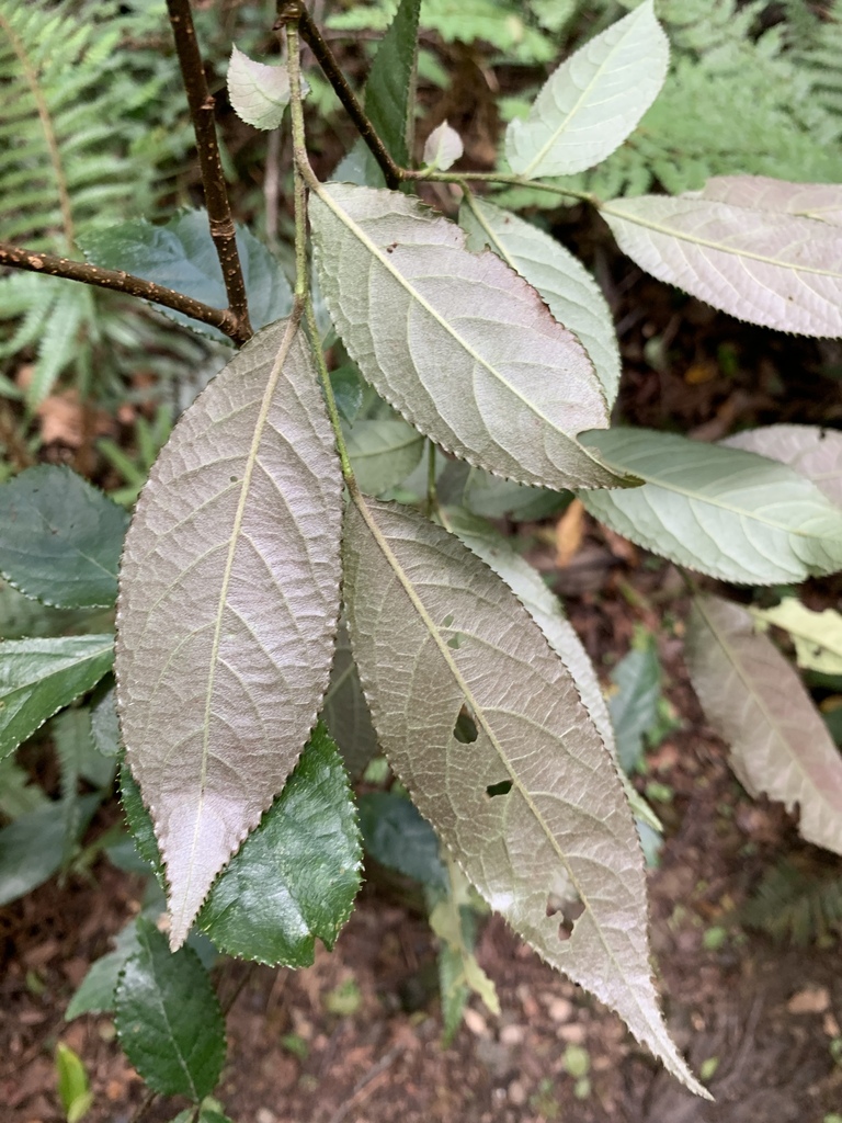 Photinia beauverdiana