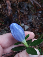 Gentiana catesbaei