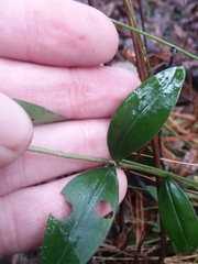 Gentiana catesbaei
