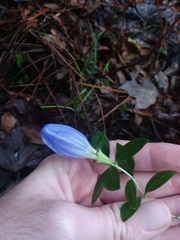Gentiana catesbaei