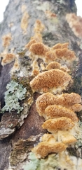 Cerrena zonata
