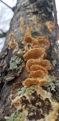Cerrena zonata