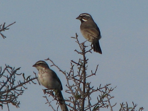 Black-throated Sparrow