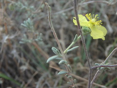 Helianthemum stipulatum