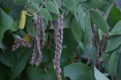 Senna villosa