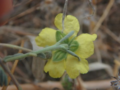 Helianthemum stipulatum
