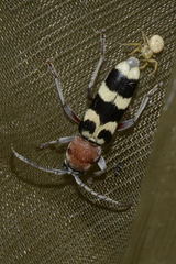 Chlorophorus trifasciatus