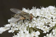 Miltogramminae
