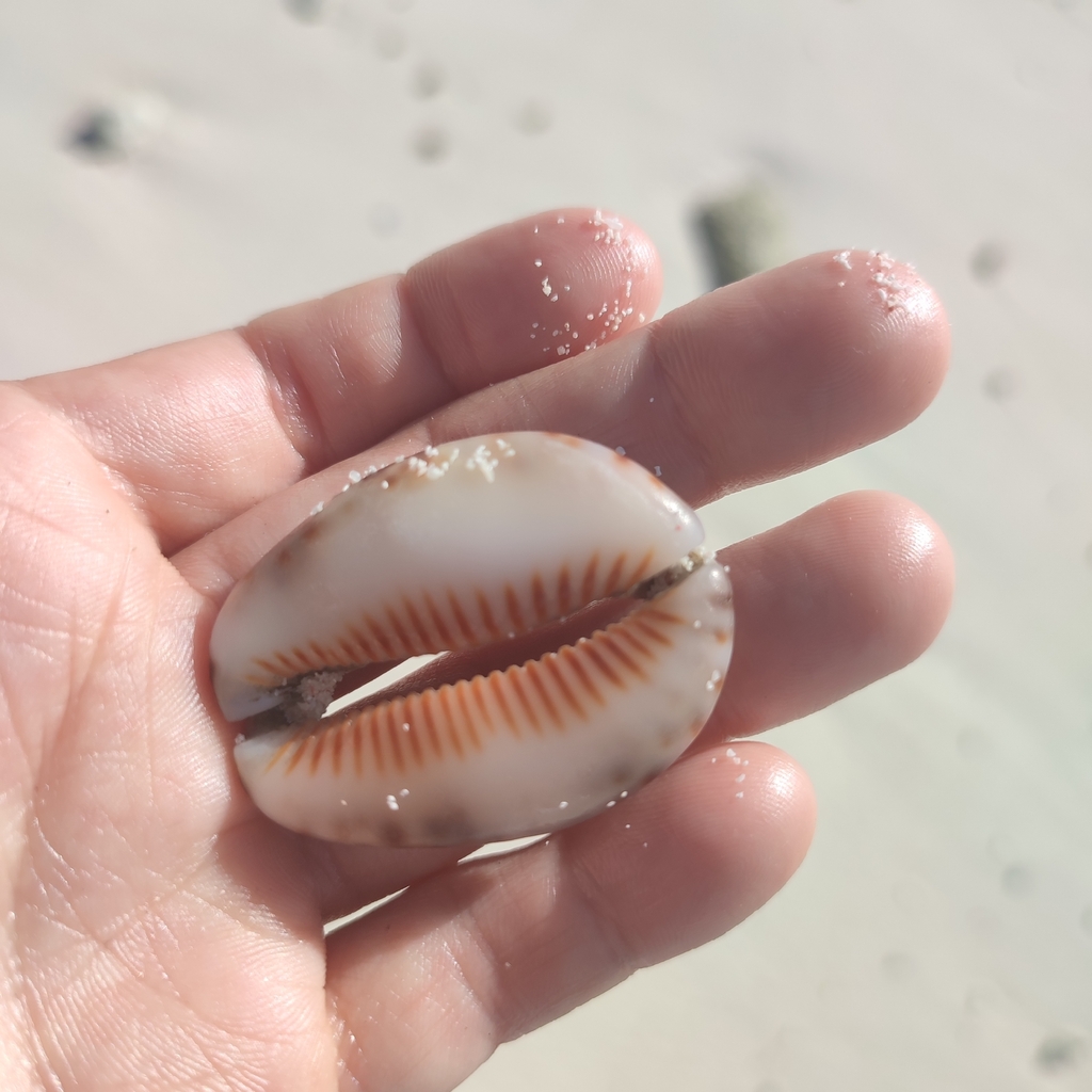 Mauritia depressa