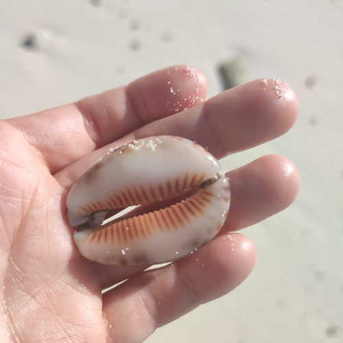 Mauritia depressa