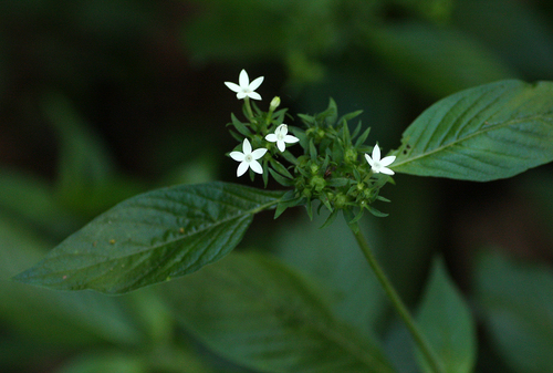 Pentas micrantha