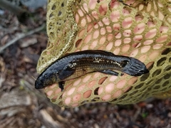 Umbra pygmaea