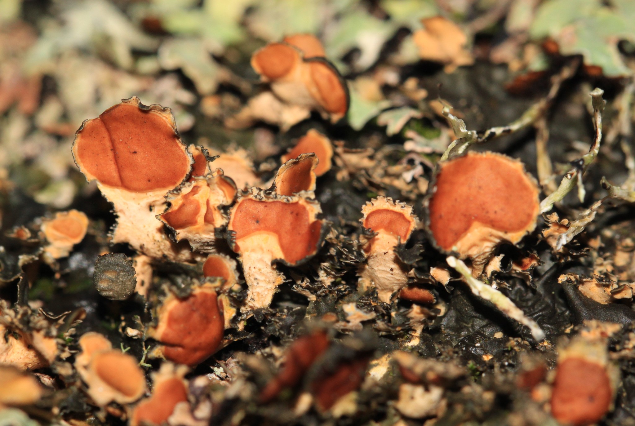 Nephroma helveticum image