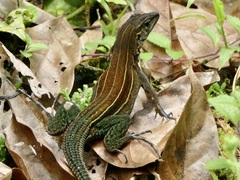 Echternacht's Ameiva photo 3