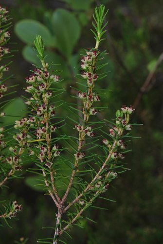 Island Besom Heath