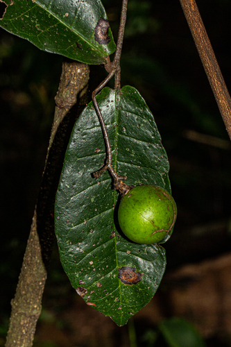 Dictyophleba lucida image