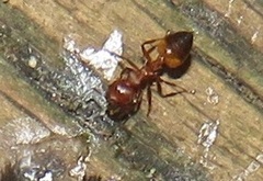 Crematogaster castanea