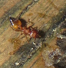 Crematogaster castanea