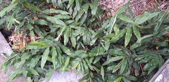 Hedychium flavescens image