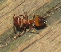Crematogaster castanea