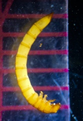 Typhloelmis finegan