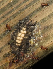 Crematogaster castanea