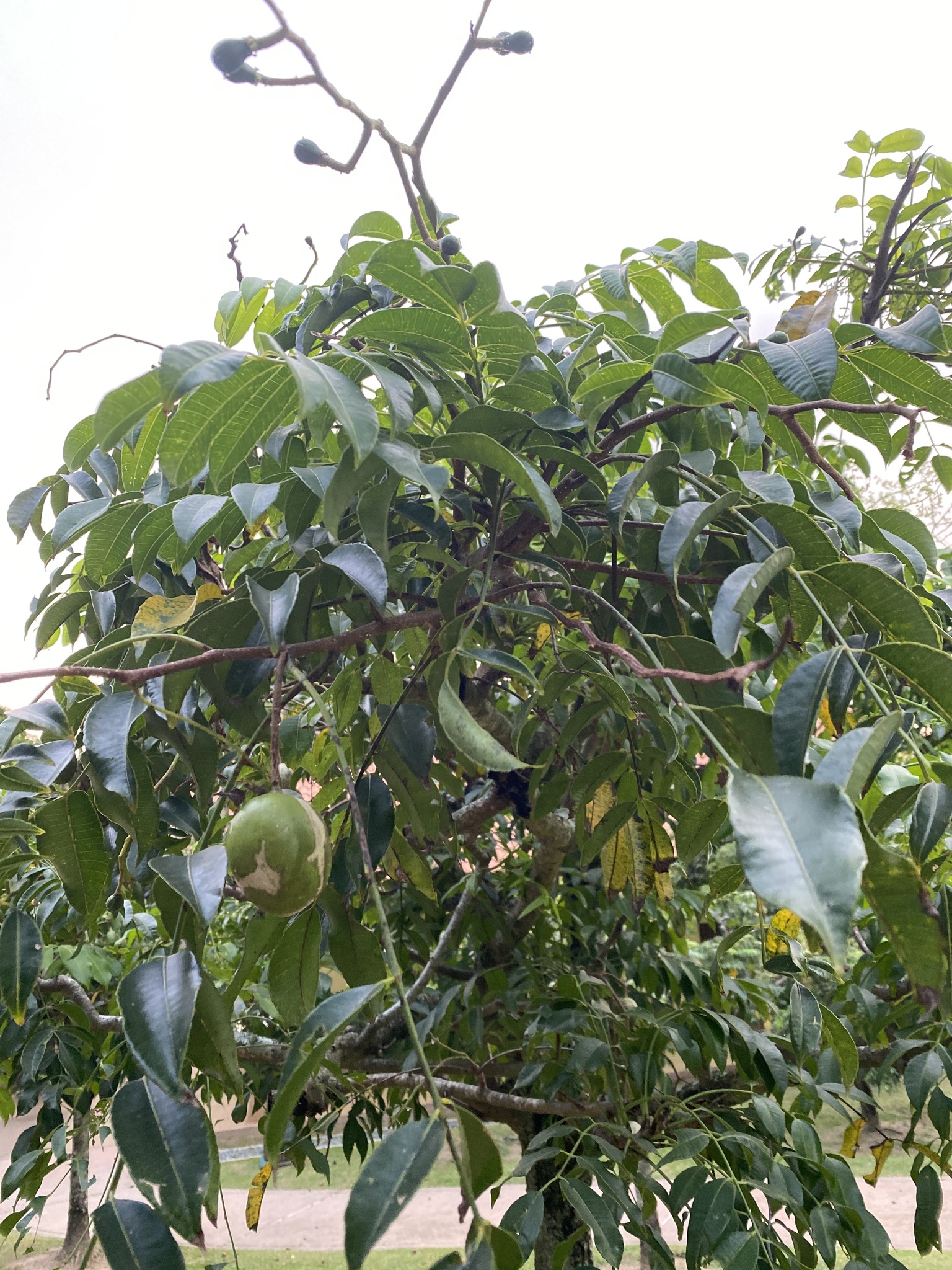 Imagem de Taperebá