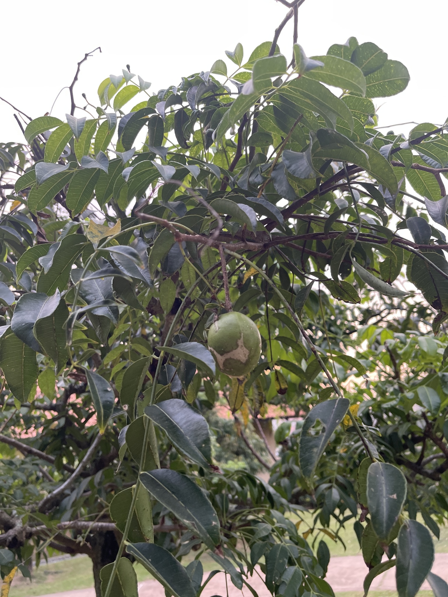 Imagem de Taperebá