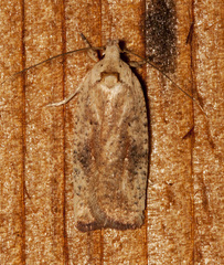 Agonopterix nervosa