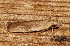Agonopterix nervosa