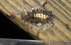 Crematogaster castanea